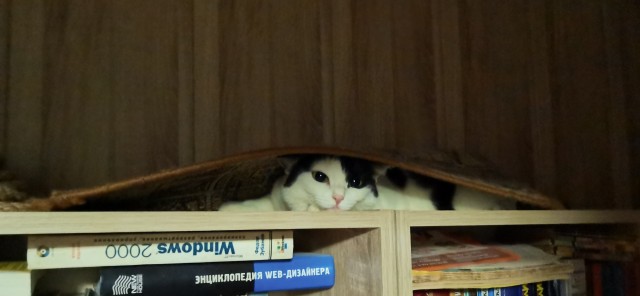 Долой политику, ура котикам!