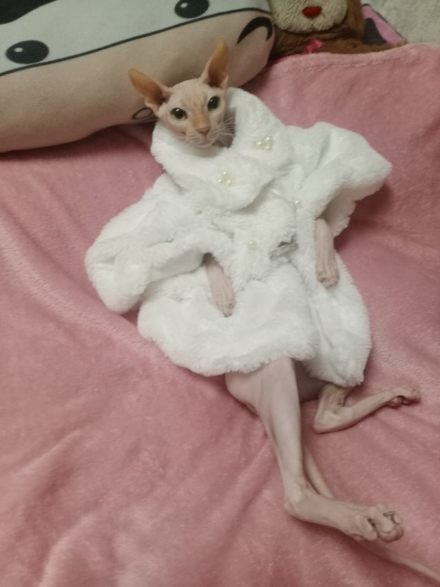 Ну, поехали в котоввторник!