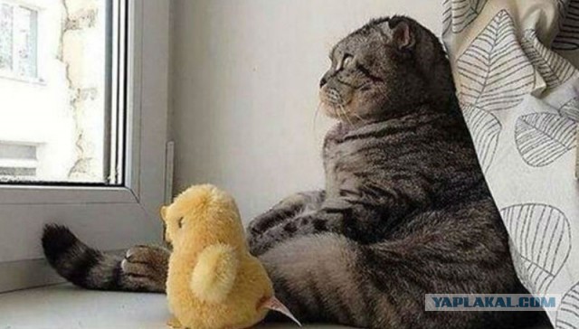Котики в беде