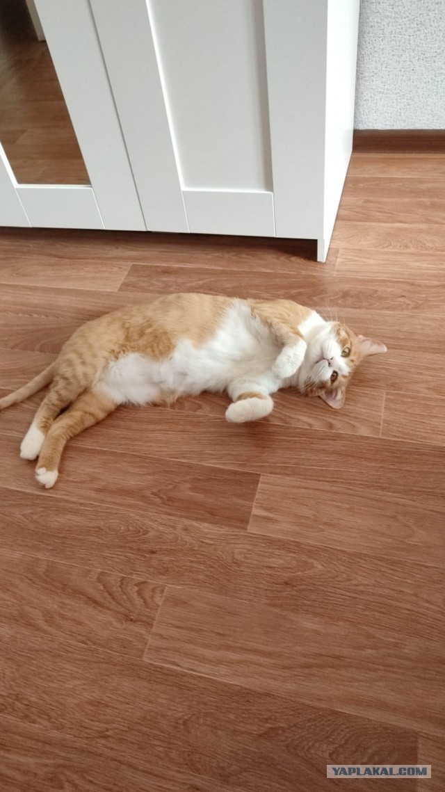 Мой котовторник 10.09.2022