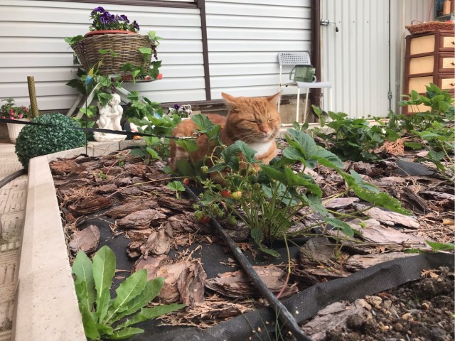 Ура! Котовторник.