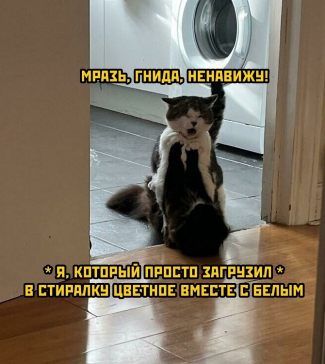 Картинки и мемы, выходные продолжаются