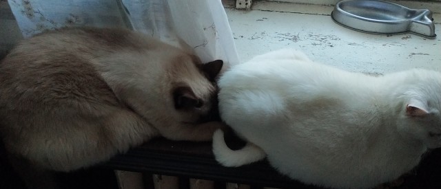 Котодракула