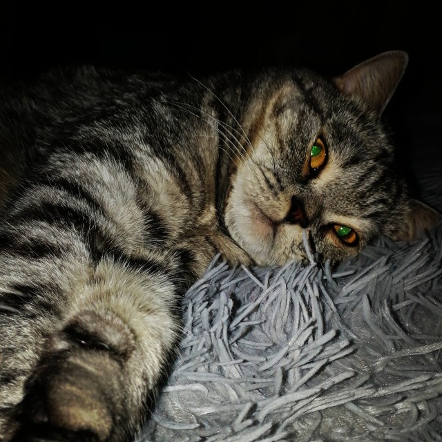 Начинаем котовторник.