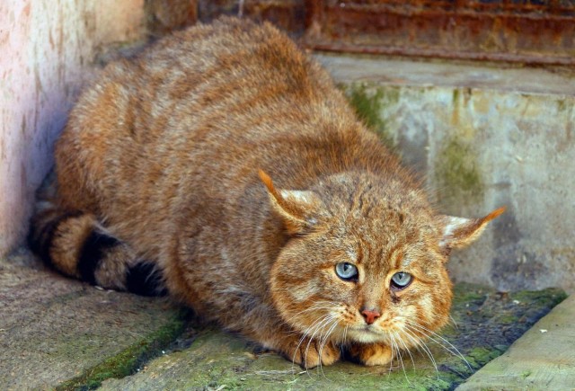 Красота диких кошек