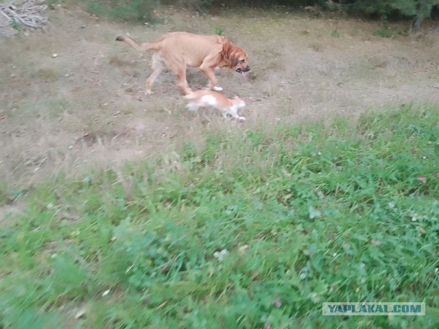 Жизнь домашнего приюта для котеек 464