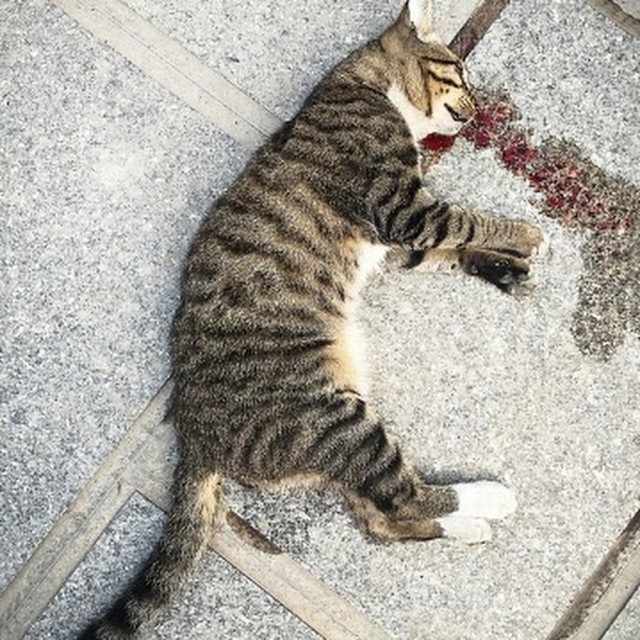 Позы для сна у кошек - что они означают?