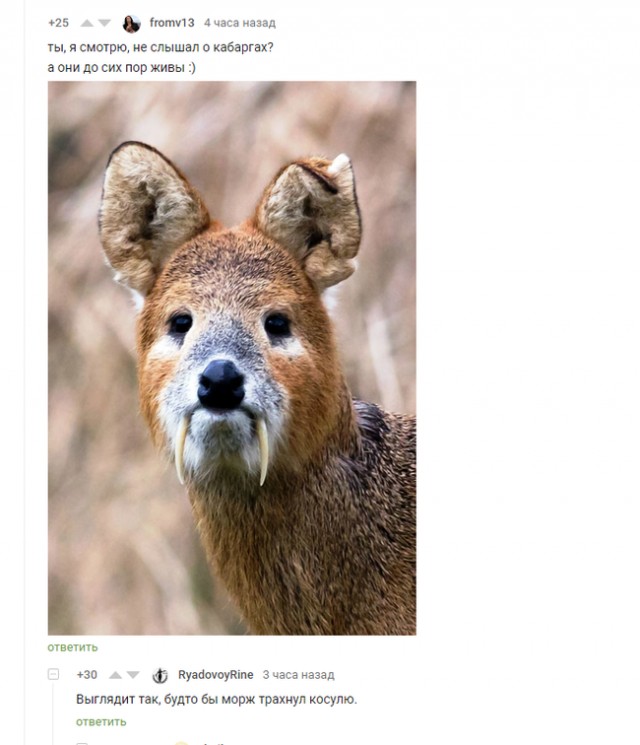 Необычные представители животного мира⁠⁠
