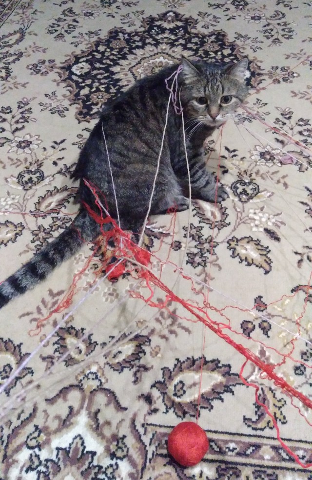 Всех с котовторником
