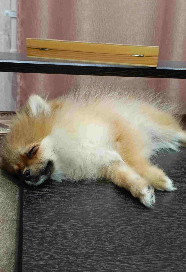 Сима. В собакочетверг.