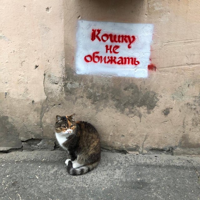 Во владимирской многоэтажке неадекват разбил зеркало лифта котом