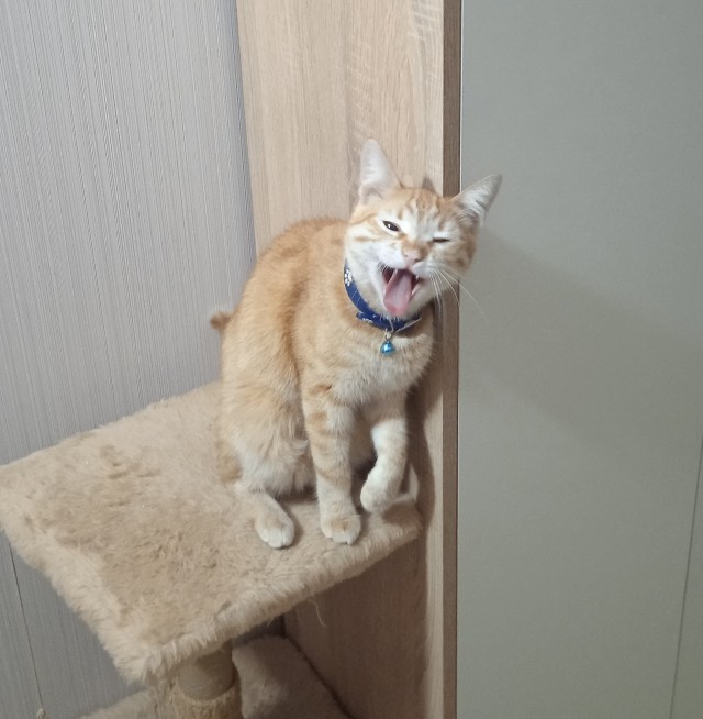 Лютый кот