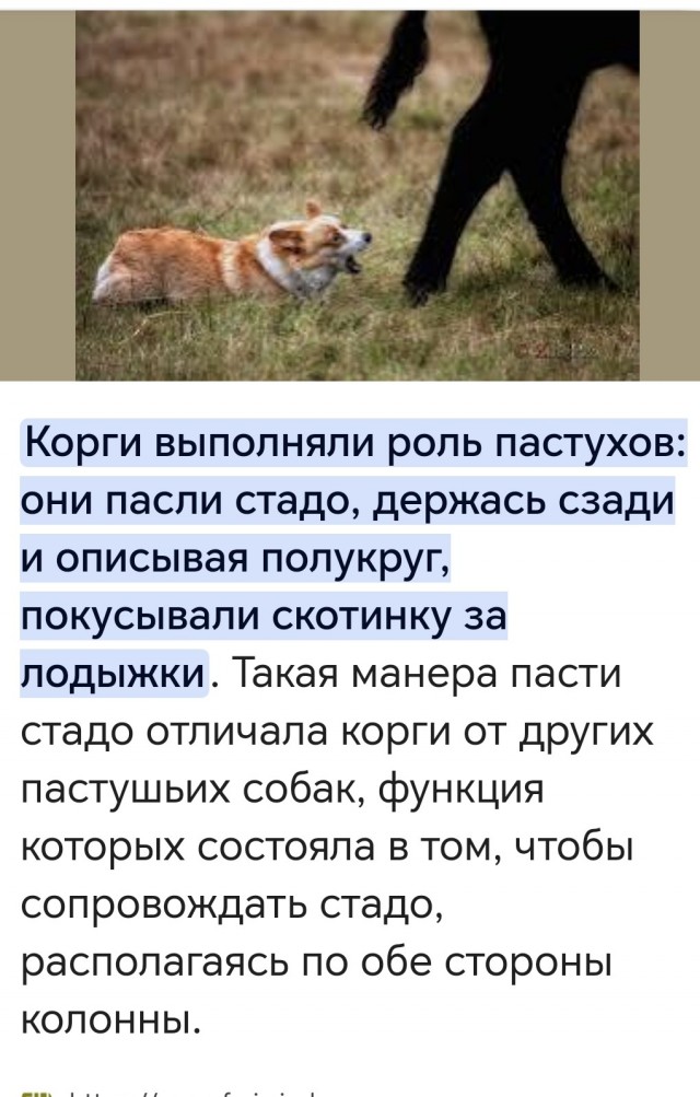 Сань, это они на тебя быкуют?