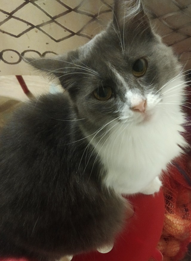 Котовторник