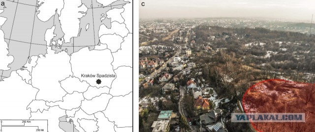 На кроманьонской стоянке в Кракове насчитали остатки как минимум 113 мамонтов