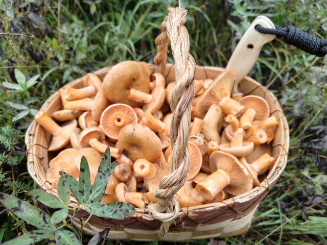 Рыжики( грибы).