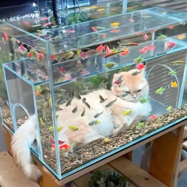 Рыбный четверг
