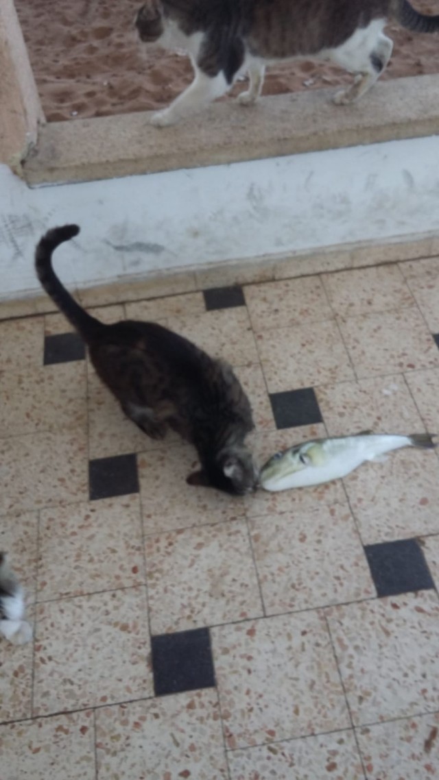 Клуб рабов пополнился