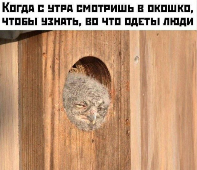 Картинки для деградации 69 (разной степени свежести)
