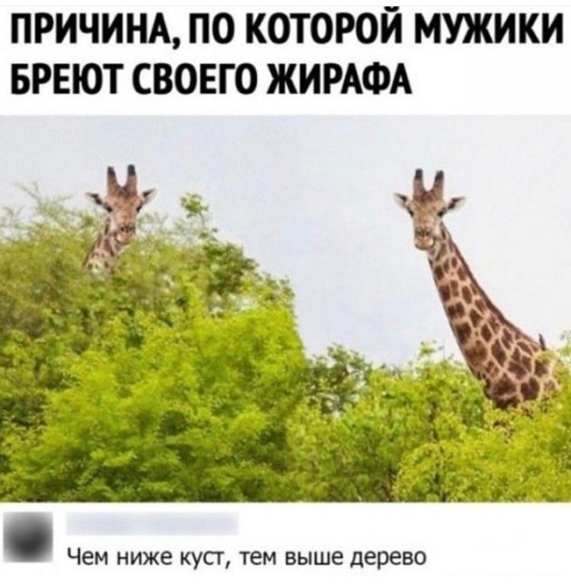 Идём на шугаринг