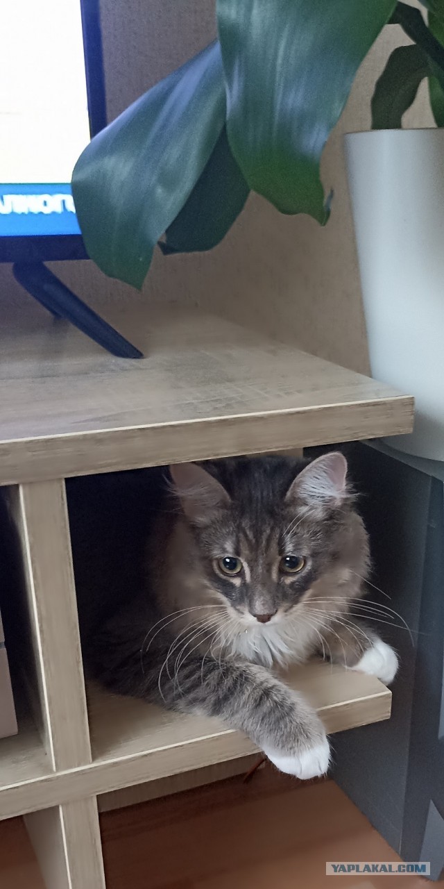 Котовторник же!