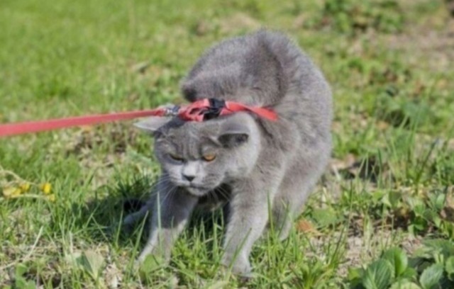 Кто ответственный за Котовторники?