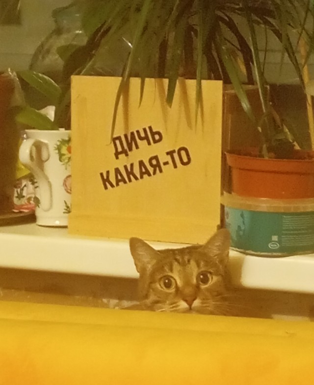 Кото вторник же!