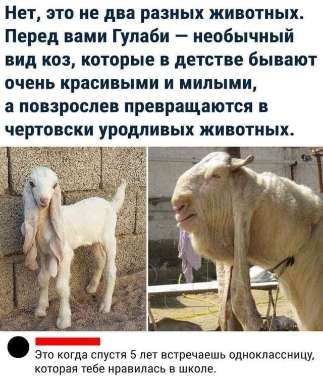 Картинки для деградации 168 (разной степени свежести)