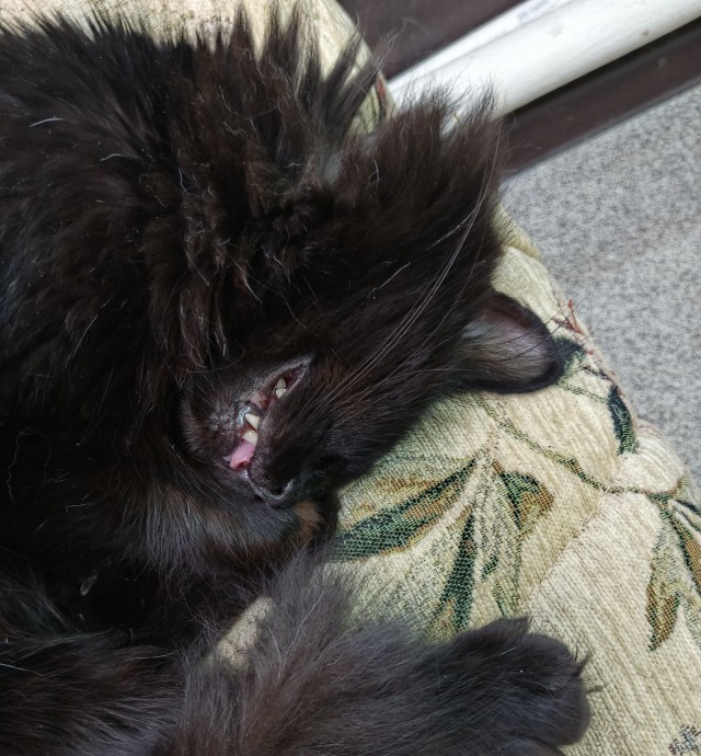Наши коты