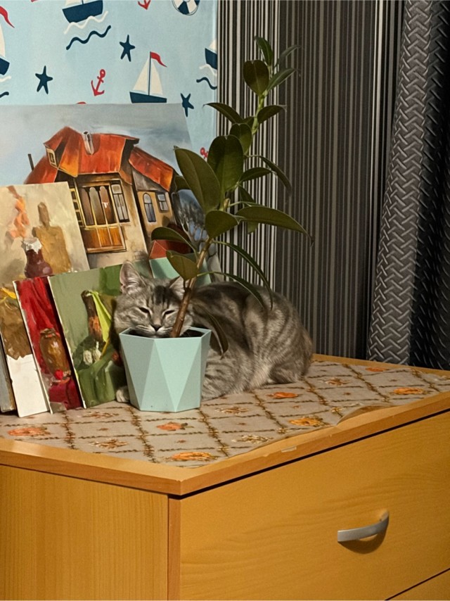 Ну’с с котовторником Вас товарищи