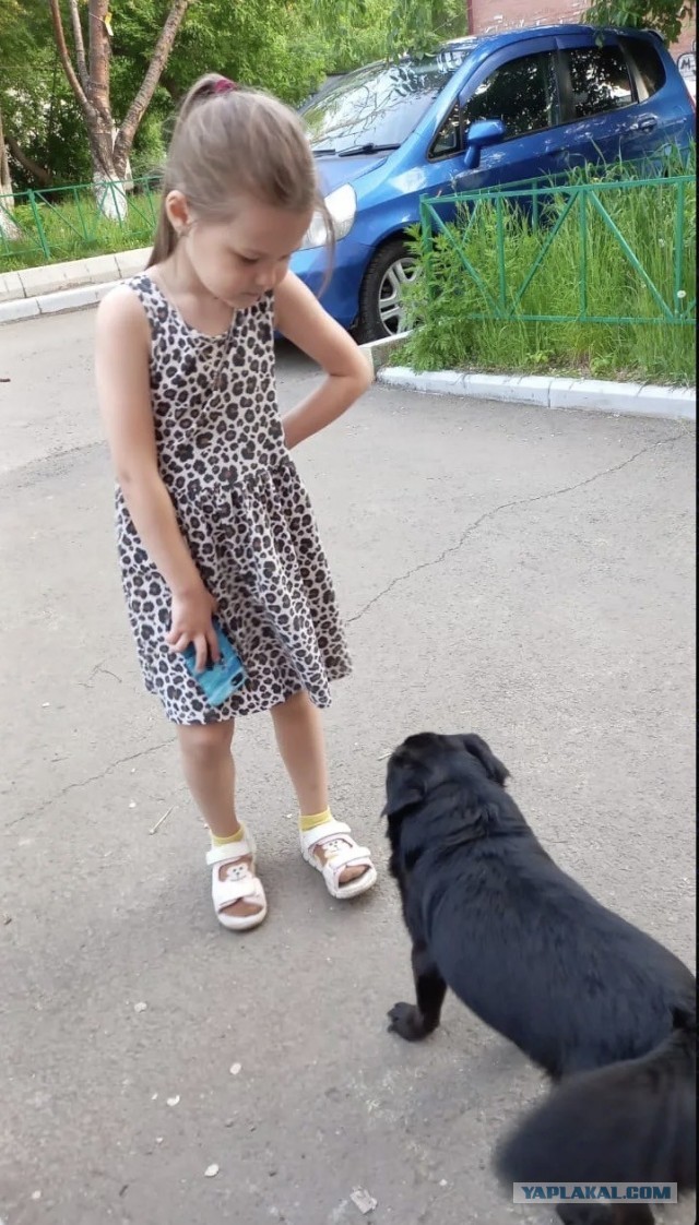 Брабансоны. Наверняка есть владельца.