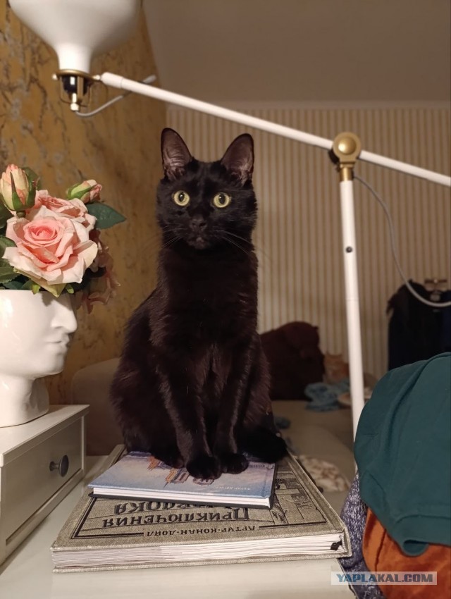 Котовторник