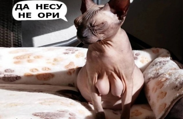 Котик ты не понял,,,