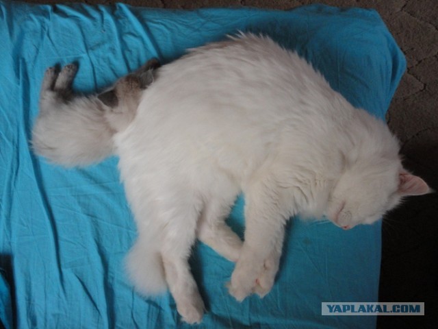 Котовторник  30.07.2013