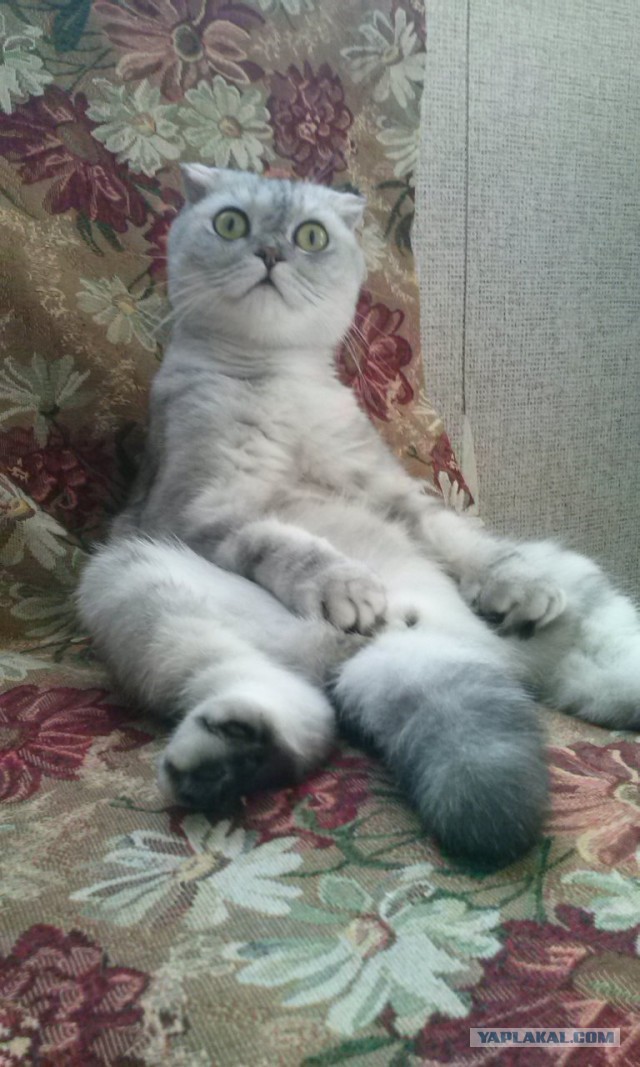 Челси