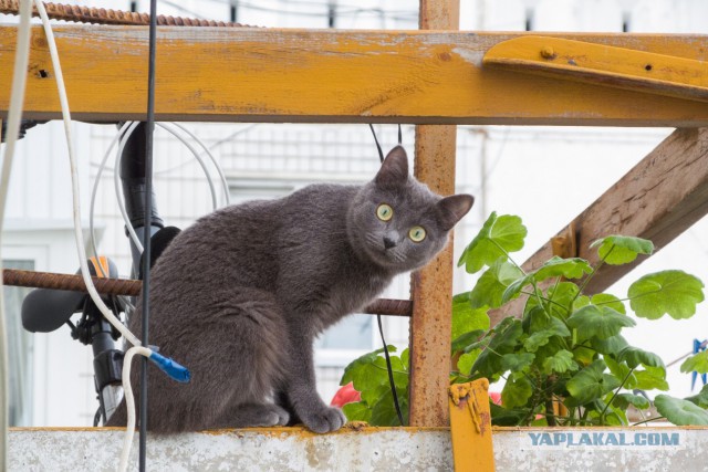 Кот в шоке!