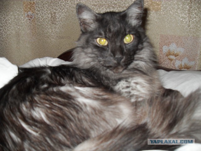Котовторник  08.07.2014