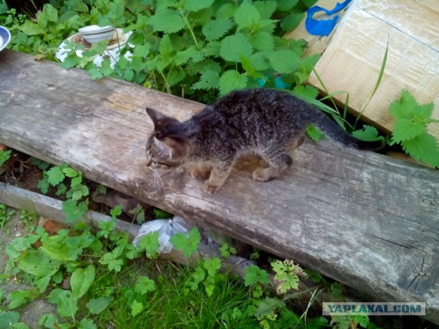 Есть желающие приютить?
