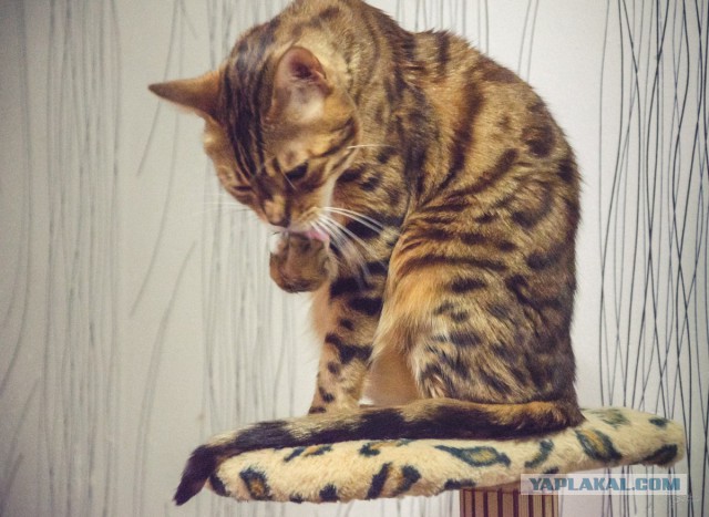Котовторник 05.08.2014