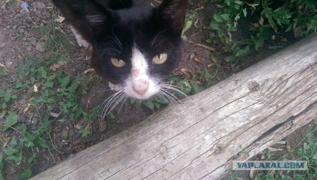 Котовторник 26.08.14.