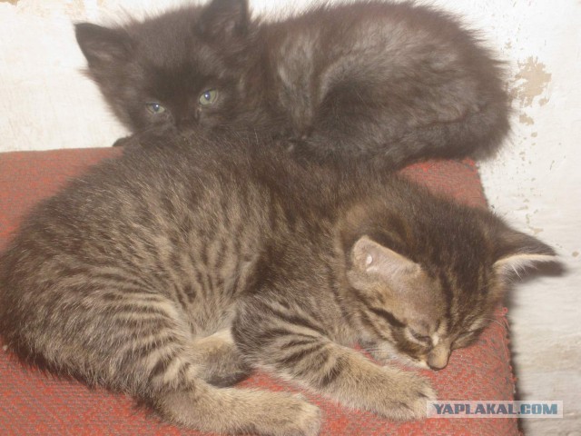 Котовторник 30.09.2014