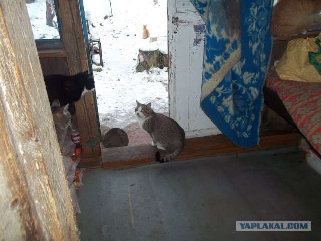 Жизнь домашнего приюта для котеек 39