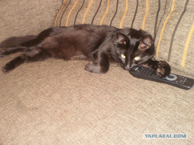 Котовторник 30.12.2014