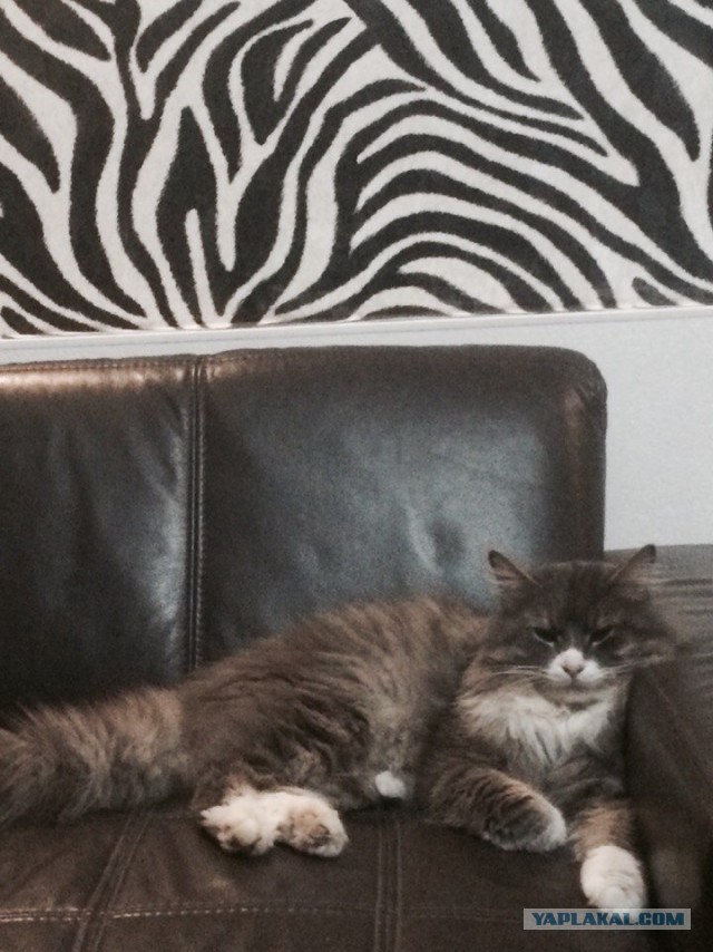 Котовторник