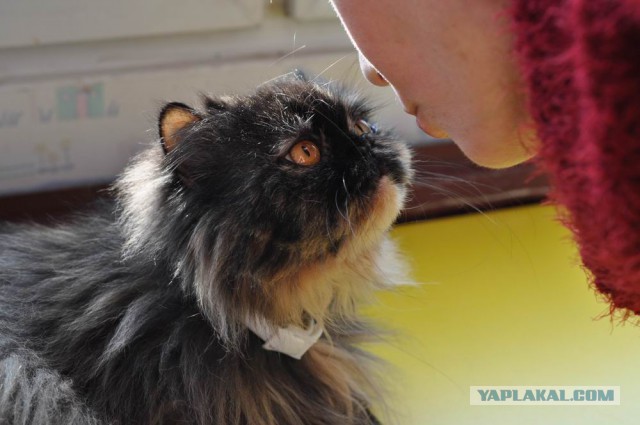 Котовоскресенье