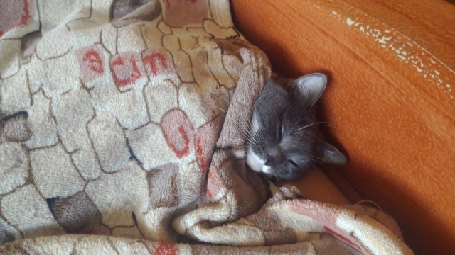 Котовторник 16.06.2015., Котовторник наступил!