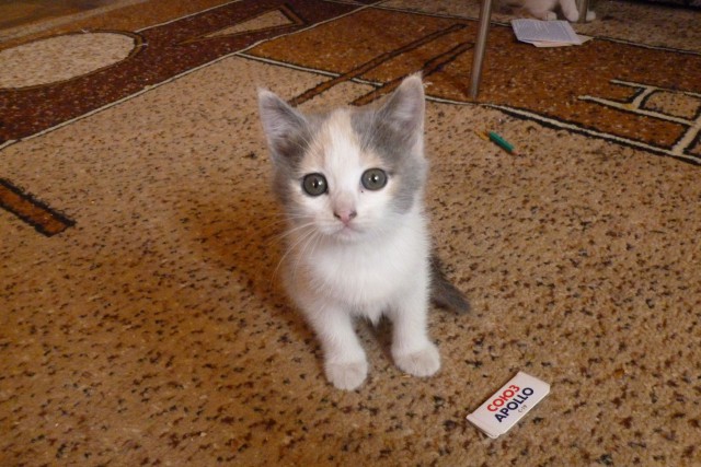 Котовторник 11.08.2015