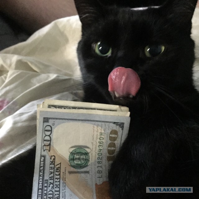 Котовторник