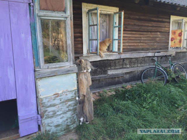 Жизнь домашнего приюта для котеек 80