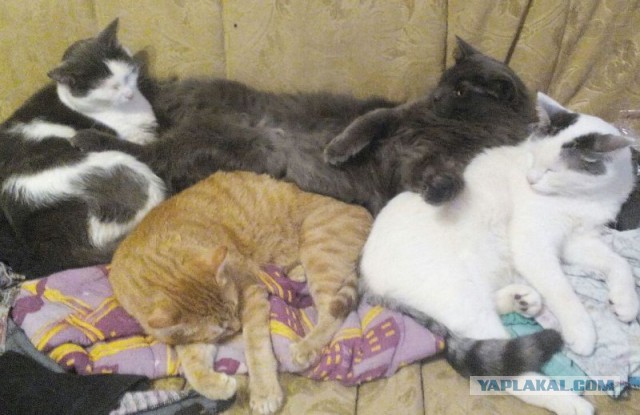 Котовторник 06.10.2015